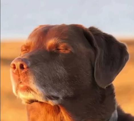 A dog with its eyes closed, basking in warm golden sunlight